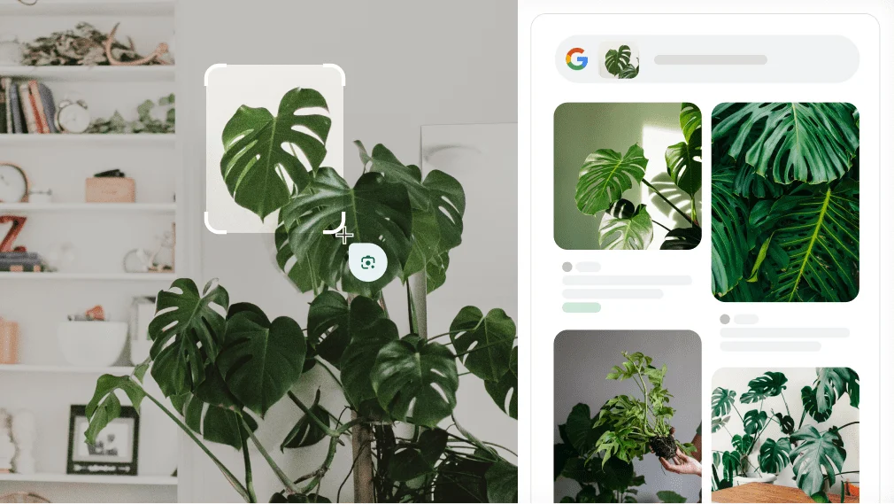 Google Lens is used to identify a Monstera plant.